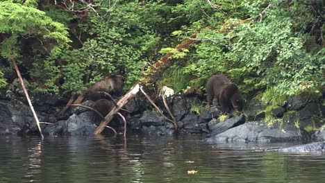 oso negro y dos cachorros caminando sobre las rocas de la orilla del río en alaska