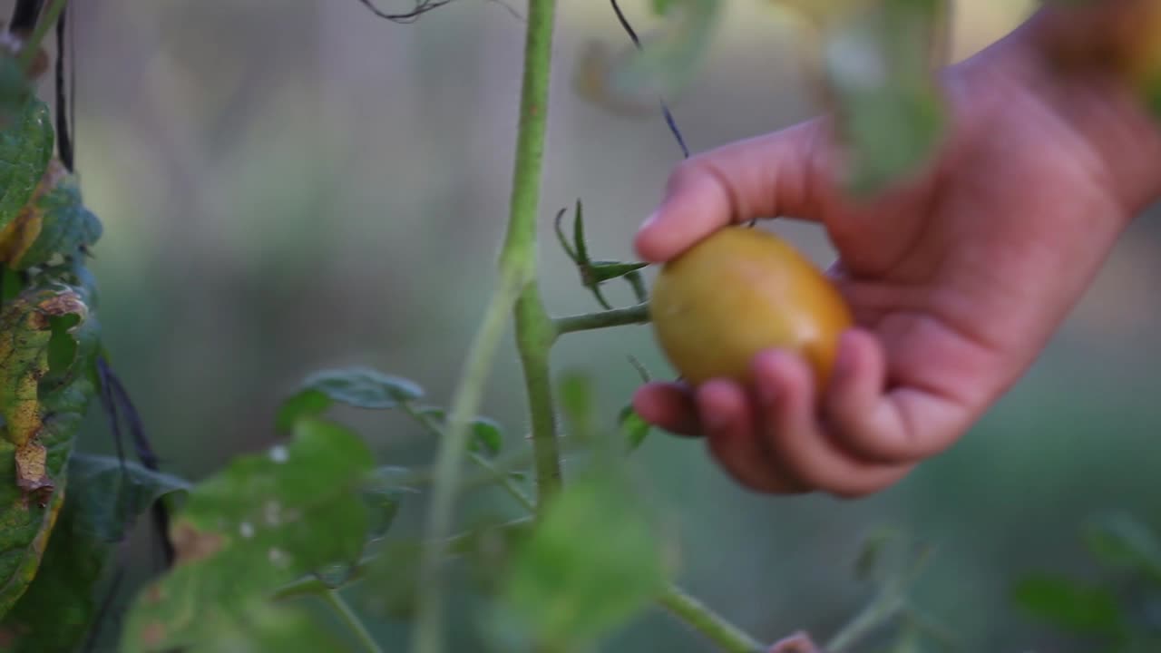 토마토를 따는 아이의 손 클로즈업 촬영