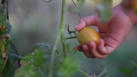 close up shoot of a child's hand picking tomatoes