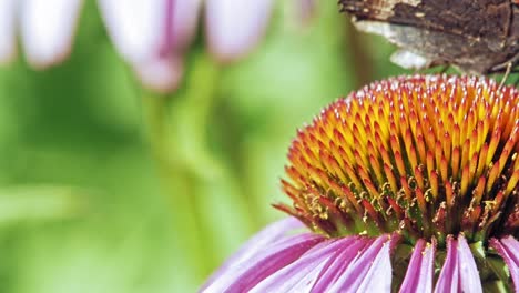 extreme close up macro shot of orange small tortoiseshell butterfly sitting on purple coneflower and collecting nectar