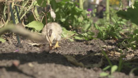 Chick-Eating-On-The-Ground-Of-A-Free-Range-Poultry-Chicken-Farm