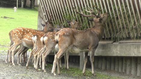 row of deer eating fresh cut grass at zoo in austria