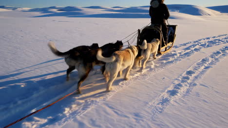 dog sledding in the arctic