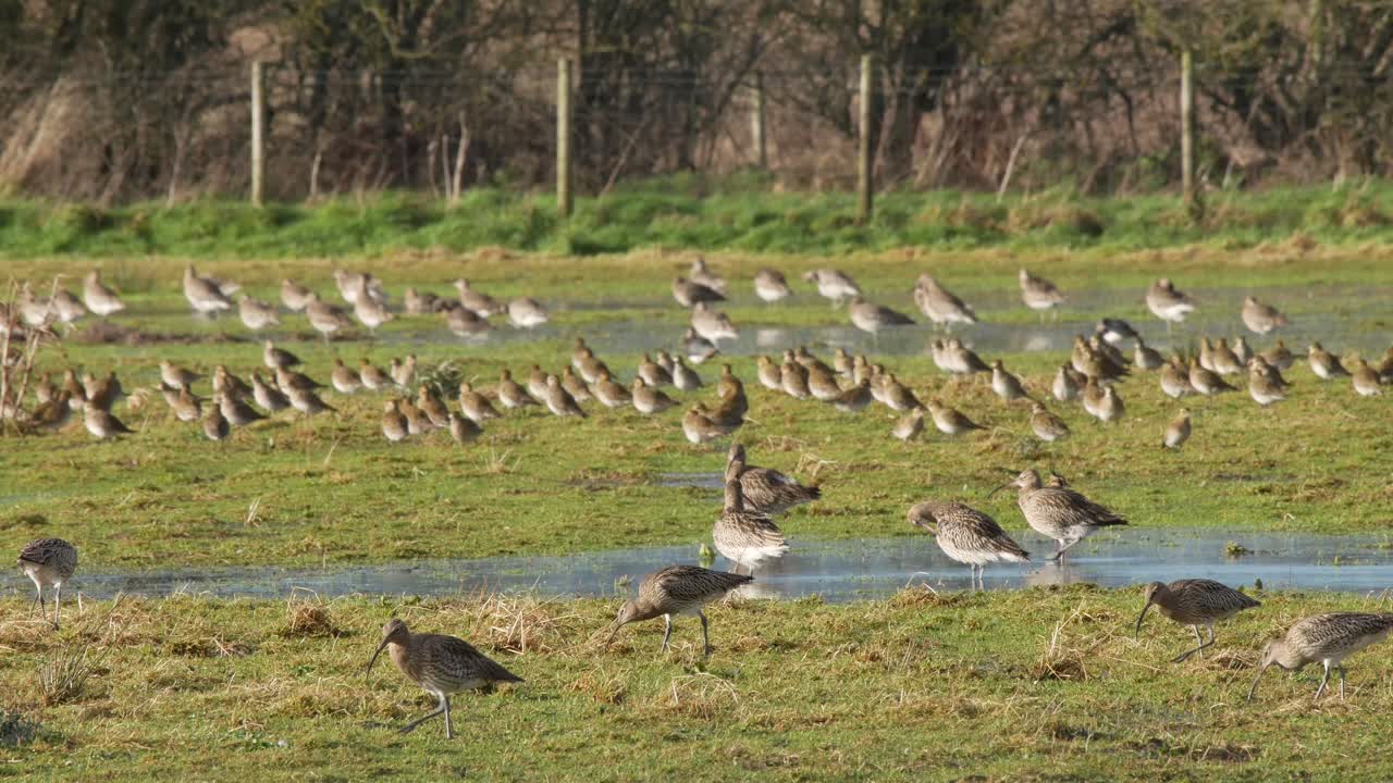 un grupo de zarapitos alimentándose de un campo inundado en el centro de humedales de caerlaverock en el suroeste de escocia