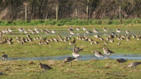 Un-Grupo-De-Zarapitos-Alimentándose-De-Un-Campo-Inundado-En-El-Centro-De-Humedales-De-Caerlaverock-En-El-Suroeste-De-Escocia