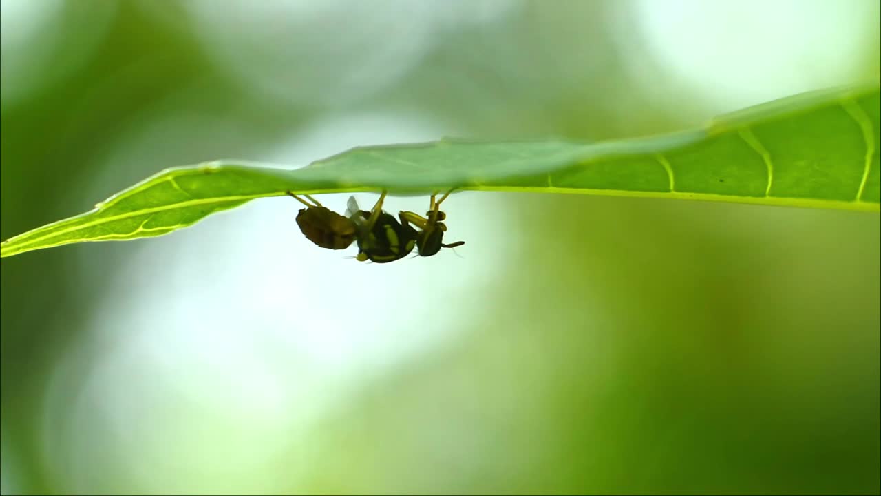 Wasp (Polistes nipponensis Saussure) under leaves