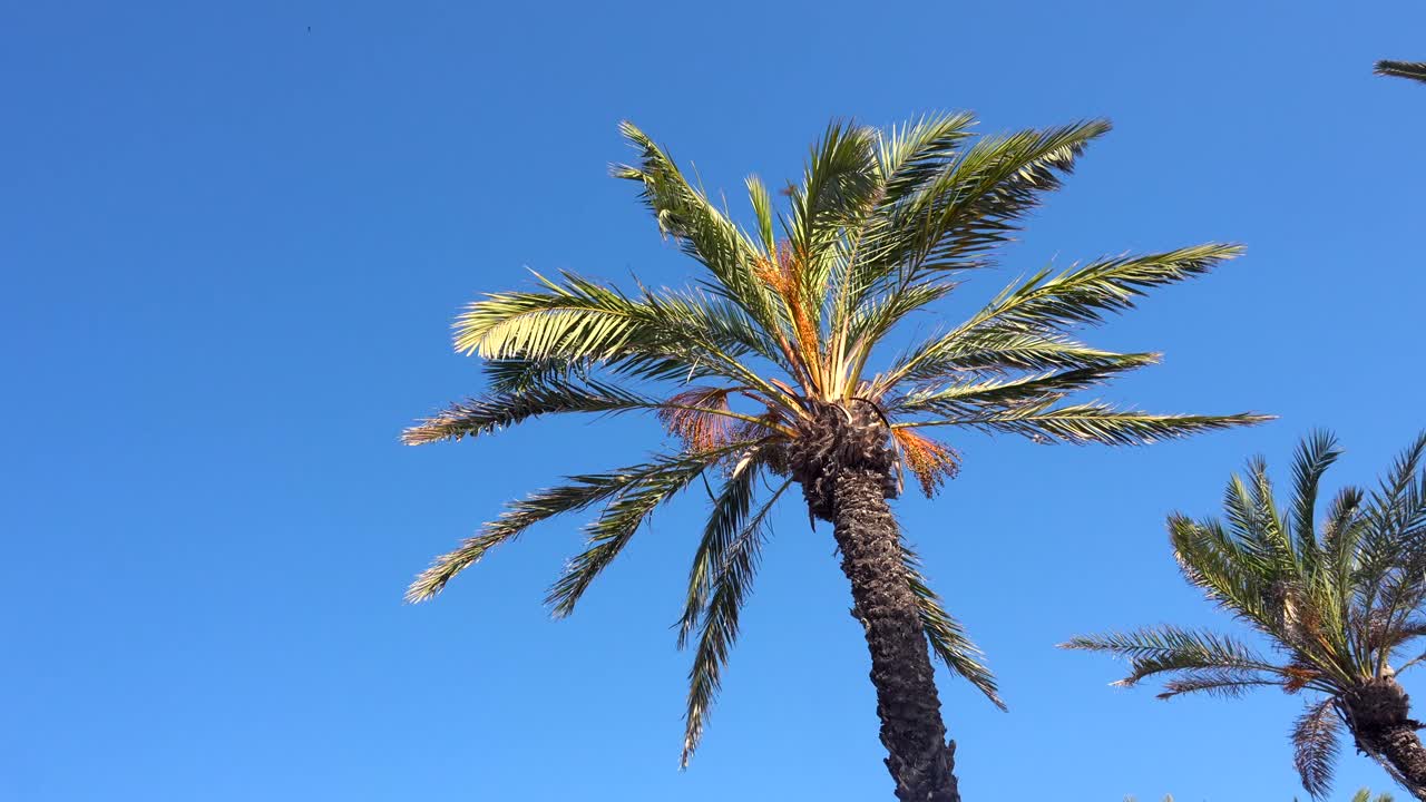 Palme contro un cielo blu