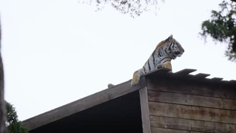 majestic tiger on top of a shed during an overcast day