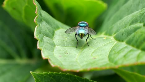 Makroaufnahme-Einer-Grünen-Stubenfliege,-Die-An-Einem-Sonnigen-Tag-Auf-Einem-Grünen-Blatt-In-Der-Natur-Ruht