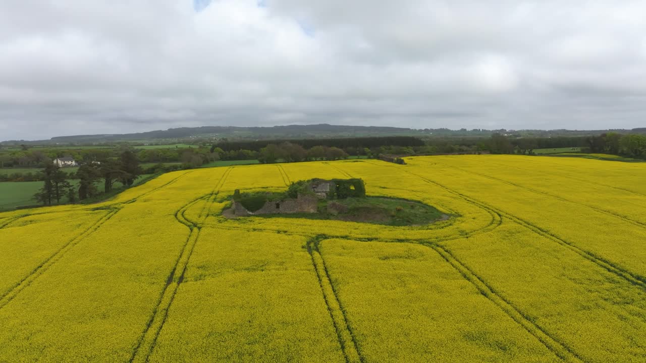 4K cinematic drone footage of a vibrant yellow rapeseed field in full bloom- Ireland 026