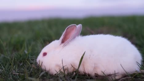 beautiful white bunny in the sunlight walking on the grass. beautiful rabbit. place for text