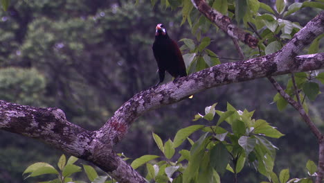 Montezuma-Oropendola-eating-on-treestump-one-chasing-the-other