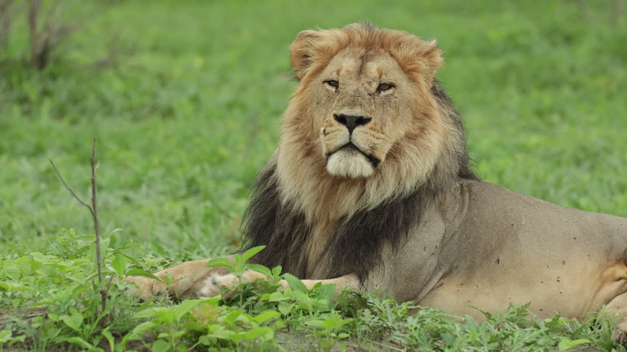 Medium shot of a majestic male lion lying in the green grass looking into the distance before turning his head and looking into the camera, Savuti Botswana