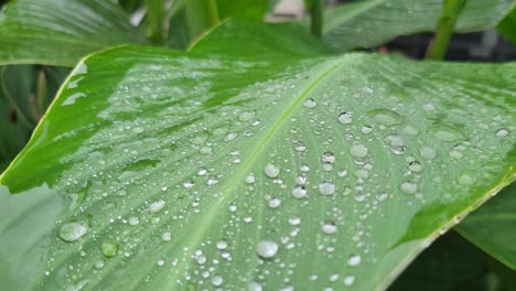 Raindrops-on-a-large-leaf-outside