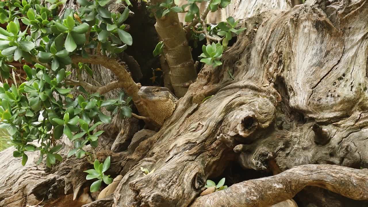 Large Lizzard with head visible in between tree roots