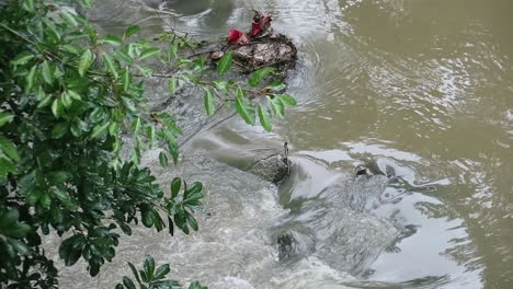 zoomed shot over water over rocks in a river with overhanging trees in thailand