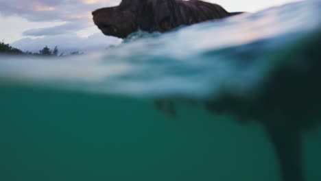 fotografía de cerca de un pastor australiano nadando en el océano azul