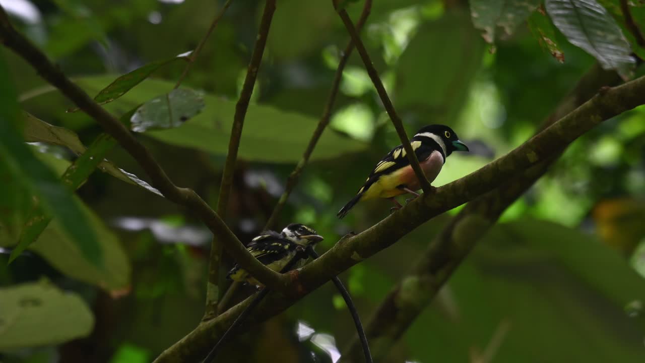 태국 카엥 크라찬 국립공원의 잎사귀에 있는 나뭇가지에 있는 어미 새가 새끼에게 먹이를 주고 있습니다.