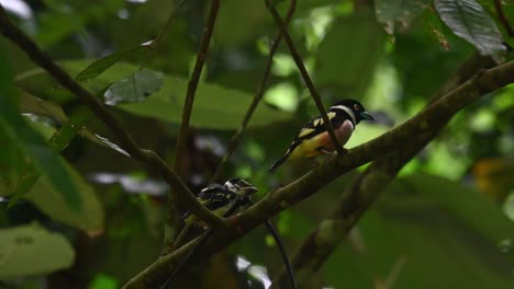 a fledgling being fed by a parent bird on the a branch with in the foliage in the kaeng krachan national park, thailand