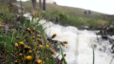 spring flowers by a mountain stream