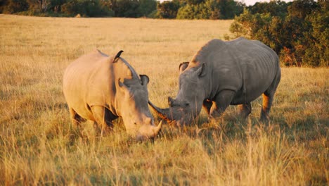 two rhinoceros graze on a plain at sunrise on a south african game reserve