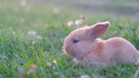 cute easter orange rabbit on green grass little rabbit walking outdoors in summer