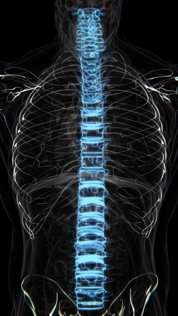 Human Spinal Cord x-ray vertical video in HD | Human Spinal Cord animation video in vertical format | Human Spinal Cord for education video in X-Ray