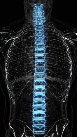 human spinal cord x-ray vertical video in hd | human spinal cord animation video in vertical format | human spinal cord for education video in x-ray