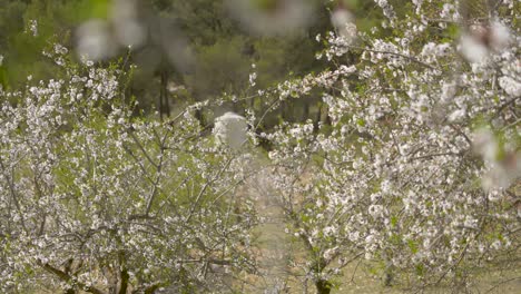 Cerezos-Con-Flores-Blancas