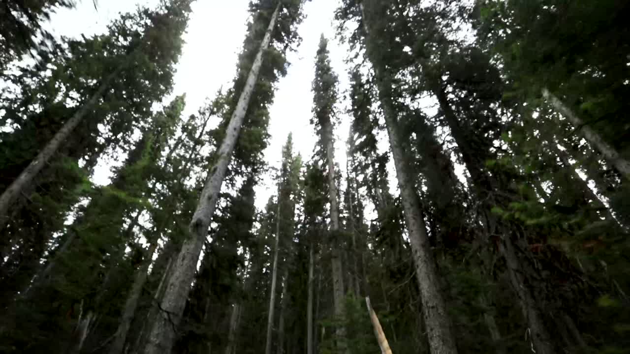 Add a cinematic shot of a moody forest to your video! Slow motion.