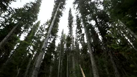 add a cinematic shot of a moody forest to your video! slow motion.