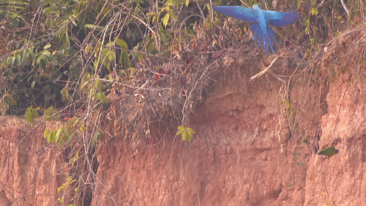 Blue-and-Yellow Macaw Takes Clay Chunk and Flies from Clay Lick Filled with Macaws to Nearby Branch