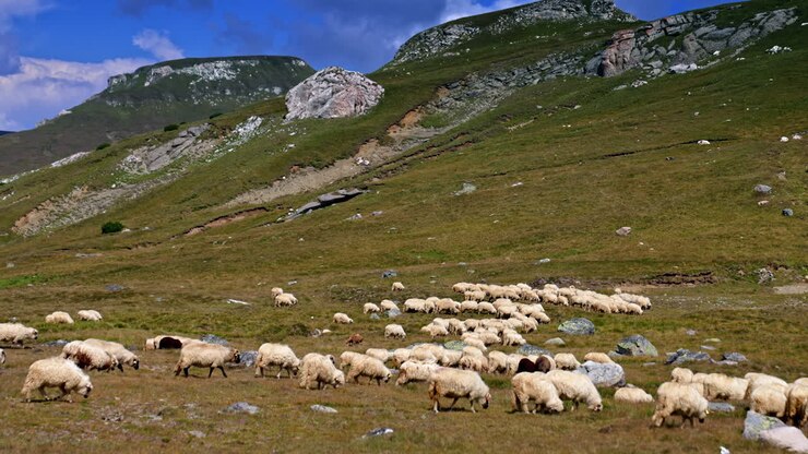 Pecore al pascolo in un paesaggio montuoso. Un gregge di pecore pascola pacificamente su un pendio erboso sotto un cielo azzurro limpido tra le montagne