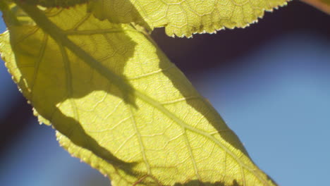 green leaf macro shot on the branch