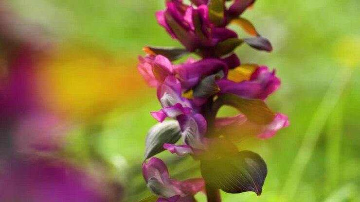 Macro dell'infiorescenza di Corydalis cava in un vivace colore rosa.