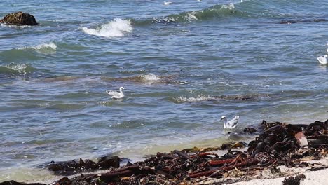 Gaviotas-Cabalgando-Y-Jugando-En-Pequeñas-Olas