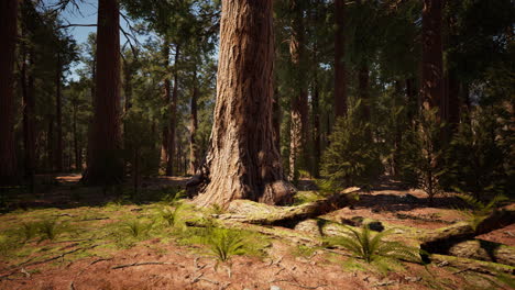 Riesige-Mammutbäume-Im-Sequoia-Nationalpark