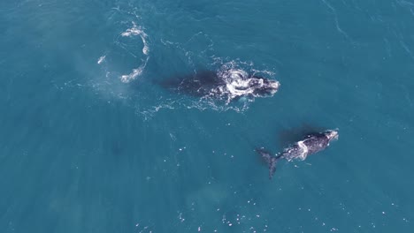 ballenas respirando juntas en la superficie del mar patagónico - vista aérea de arriba hacia abajo