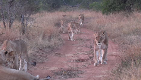 scene of lionesses walking on dirt road passing by camera, africa