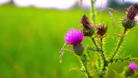 Bunte-Lila-Blume-Auf-Einer-Grünen-Wiese,-Makrofotografie,-50-Fps-Zeitlupe