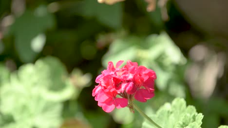 Thoas-Schwalbenschwanzschmetterling-Fliegt-Und-Füttert-Die-Blume