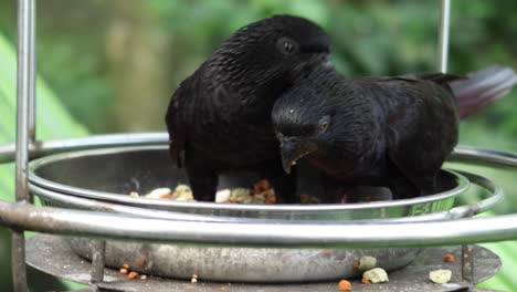 two black cockatoos eating seeds