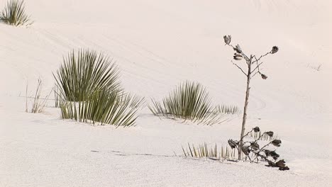 medium shot of plants at white sands national monument in new mexico