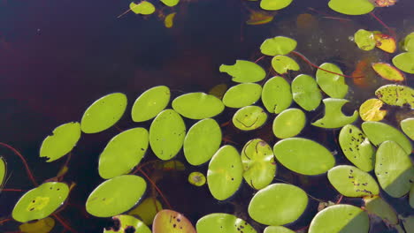 nenúfares en un lago de humedales en un día soleado de verano