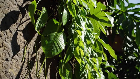 lush green foliage on a textured wall