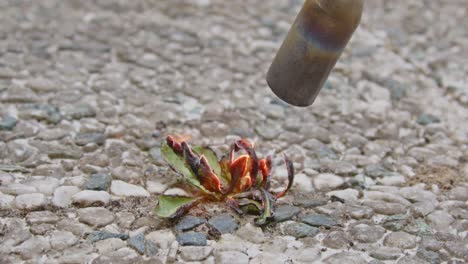 weed growing between garden tiles being incinerated by weed burner in slow motion