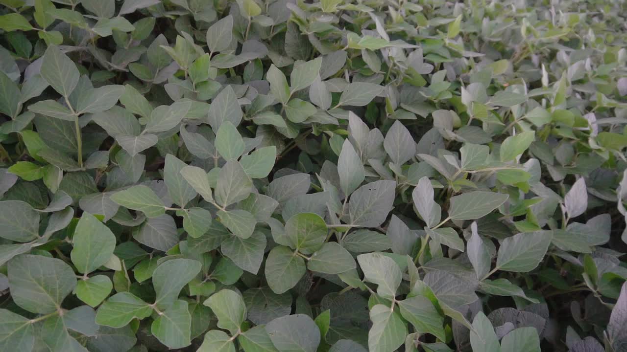 High-angle circling-around view of a soybean farmland