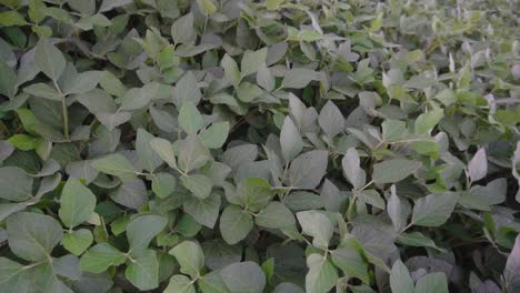 high-angle circling-around view of a soybean farmland
