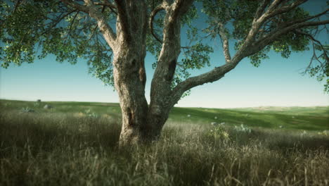 big tree on the African Savanna in Serengeti national park of Tanzania
