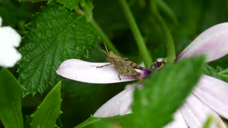 single locust sitting on the flower in the garden with green vegetation -close up shot